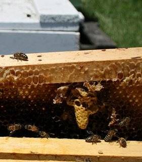 The peanut-shapped yellow thing is a queen cell in David's hives, courtesy of his blog, http://basicbeekeeping.blogspot.com/