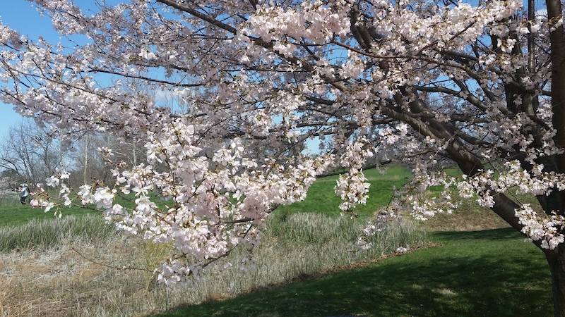 A tree with light pink cherry blossoms on the branches. It stands in a grassy field. 