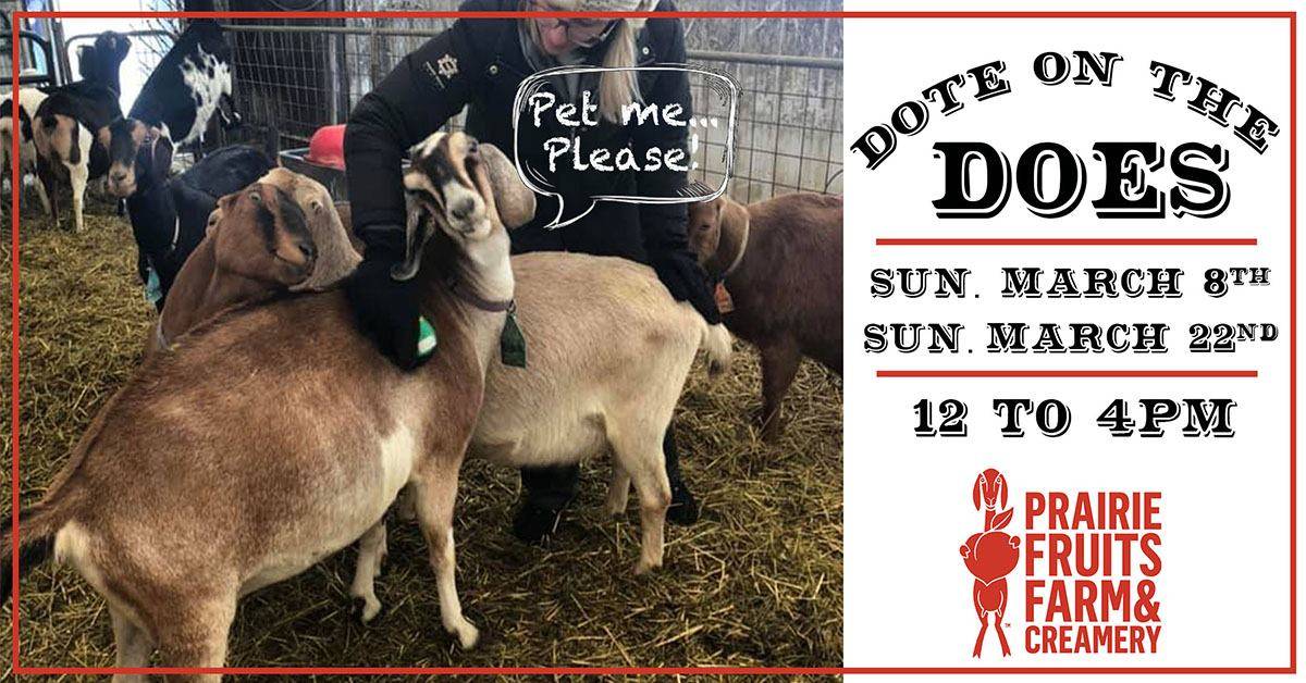Graphic image of a photo of goats at Prairie Fruits Farm on left, paired with text on the right. The photo features goats being pet by a woman. They are standing in a pen with hay on the floor. There is a graphic text bubble that says 