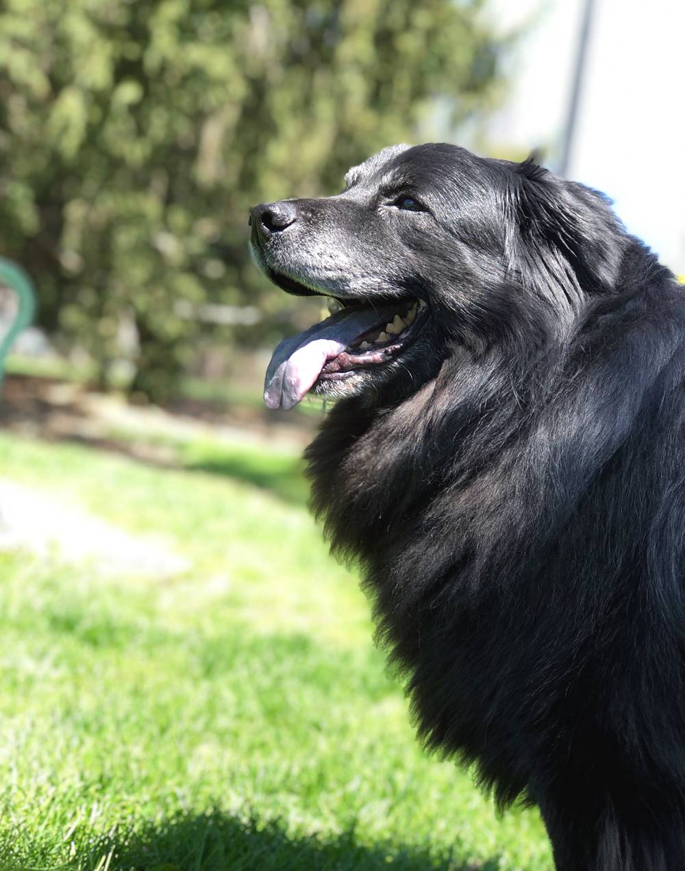 A fluffy black dog with a gray maw and floppy ears stands in a park with very green grass. The dog's mouth is open and its tongue is black and pink. Photo by Jessica Hammie. 