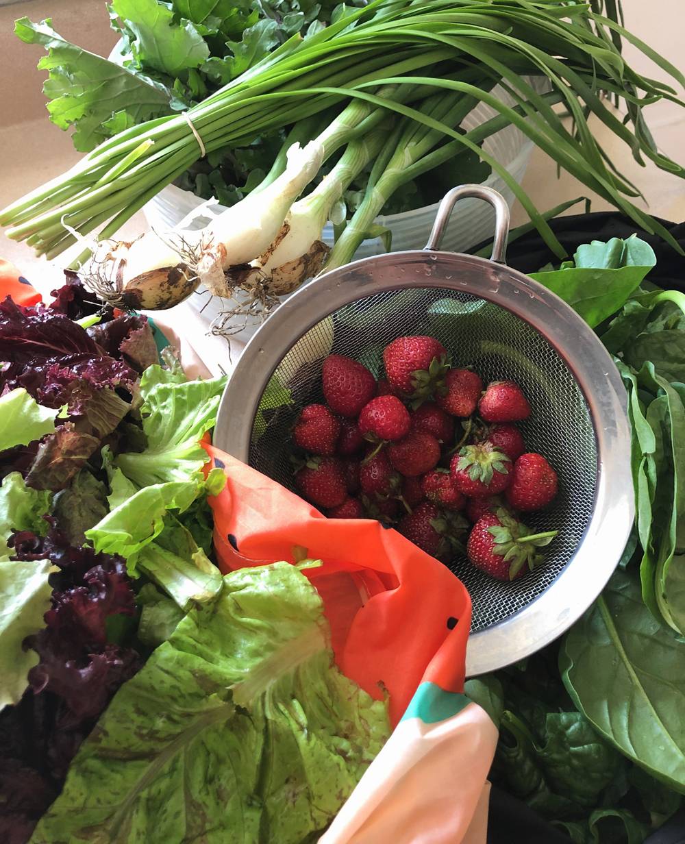 Produce from Brackett Farm CSA. Lettuce is in a bag with a watermelon print, strawberries are in a small mesh colander, other leafy greens, green onions, and Asian chives are piled in a salad spinner. Everything sits on a counter. Photo by Jessica Hammie. 