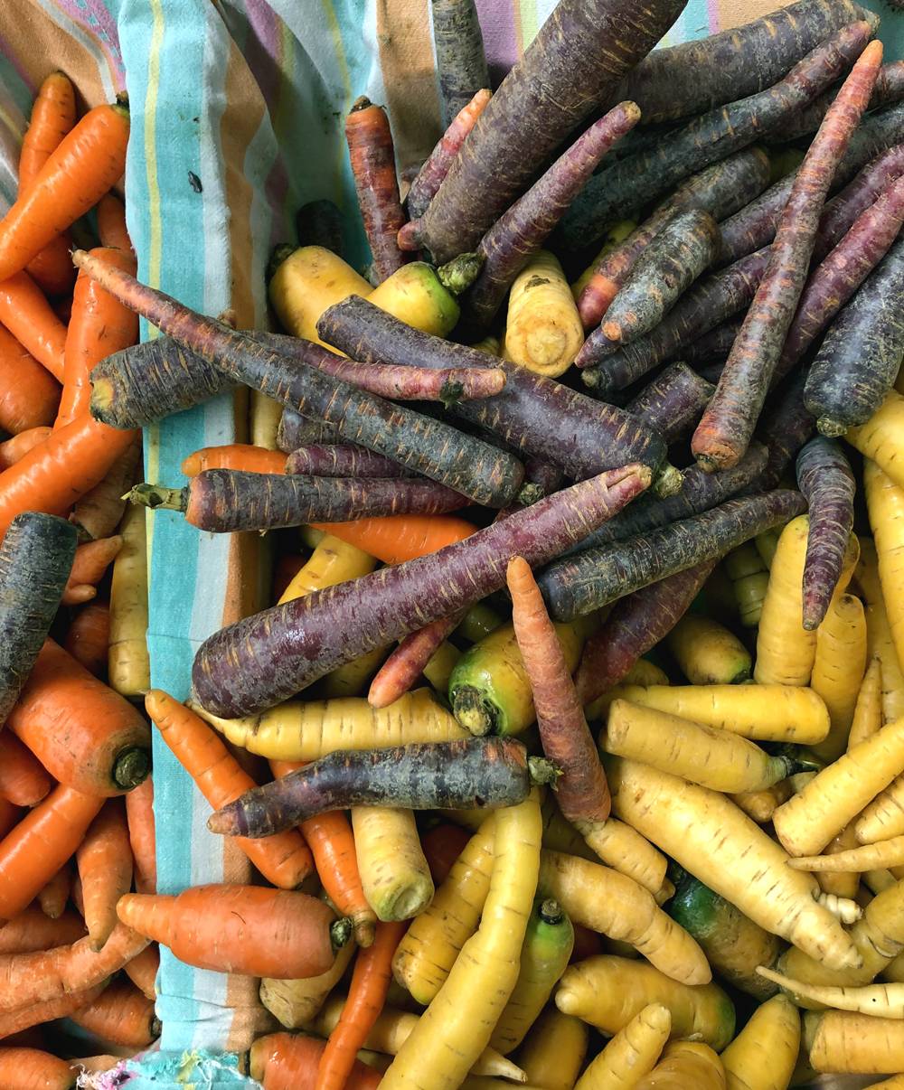 Orange, yellow, and purple carrots in two rectangular containers. The containters are lined with a blue, yellow, purple, and orange striped fabric. Photo by Jessica Hammie. 