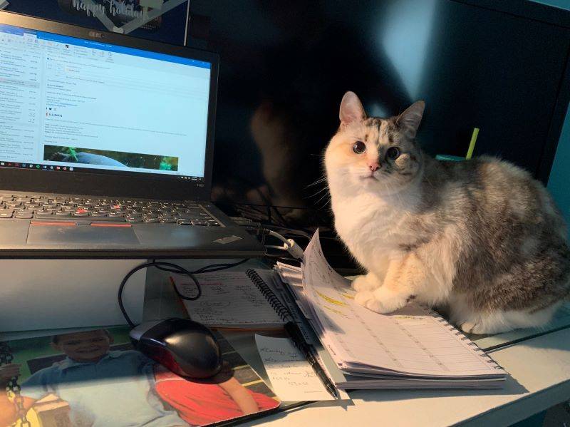 A gray and white cat sits on a desk on top of a notebook. It is next to a laptop computer and mouse. Photo from University Library Facebook page.
