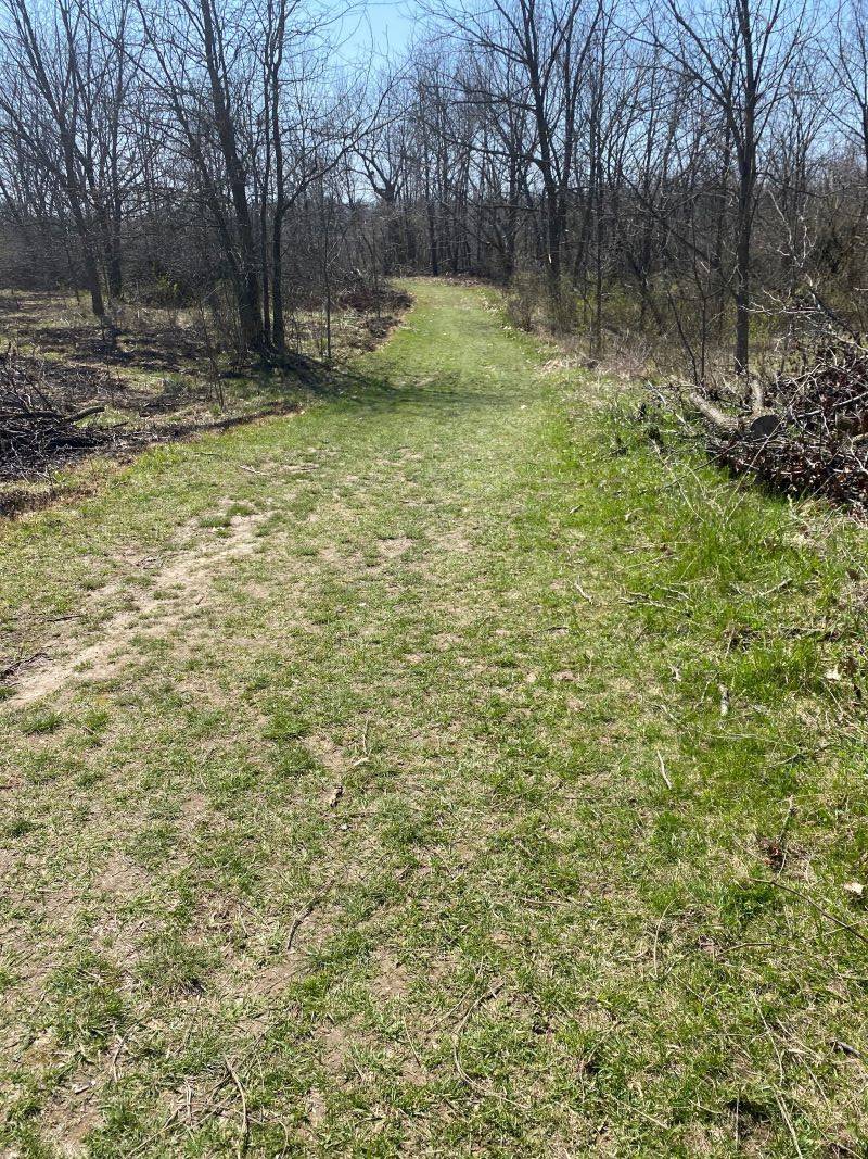 A wide path of green grass. It is lined with trees with bare branches. Photo by Julie McClure.