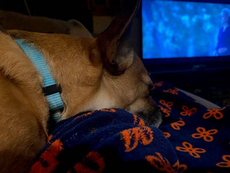 A close up of the side of a dog's face. He has light brown fur and a teal blue collar. He is laying on a navy blue blanket with orange markings. A T.V. screen is glowing in the background. Photo by Julie McClure. 