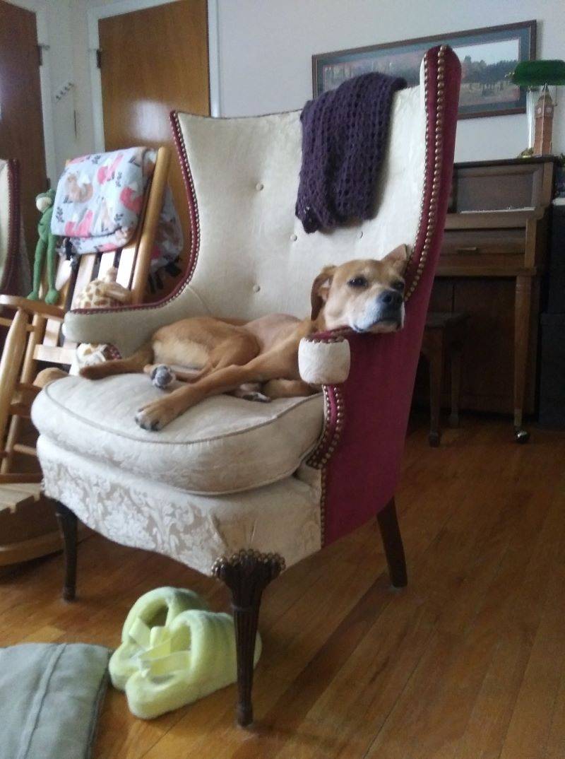 A yellow lab is laying across a white upholstered chair with its head resting on the arm of the chair. There is a rocking chair and piano in the background. Photo from University Library Facebook page.