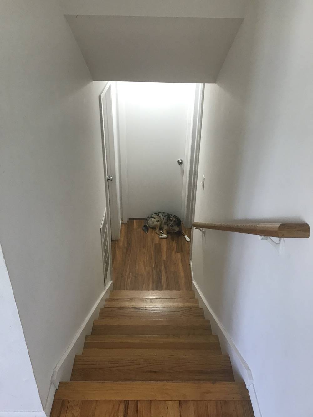 IMAGE: View from the top of a set of stairs, a dog sits at the bottom of the landing next to a closed white door. There's a hand railing on the right side of the image. Photo by Patrick Singer.