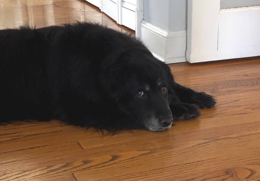 A fluffy black dog lays on hardwood floors in a hallway. It looks at the camera with wide eyes. It's head is resting on its front paws. Photo by Jessica Hammie.