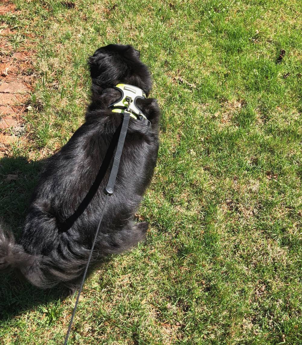 A fluffy black dog is outside, wearing a neon yellow-green harness and on a leash. It is walking on grass. The person walking the dog is behind it. Photo by Jessica Hammie. 