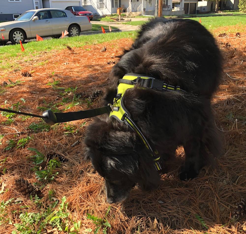 A fluffy black dog is outside, wearing a neon yellow-green harness and on a leash. It is sniffing the ground that is covered in pine needles. Photo by Jessica Hammie. 