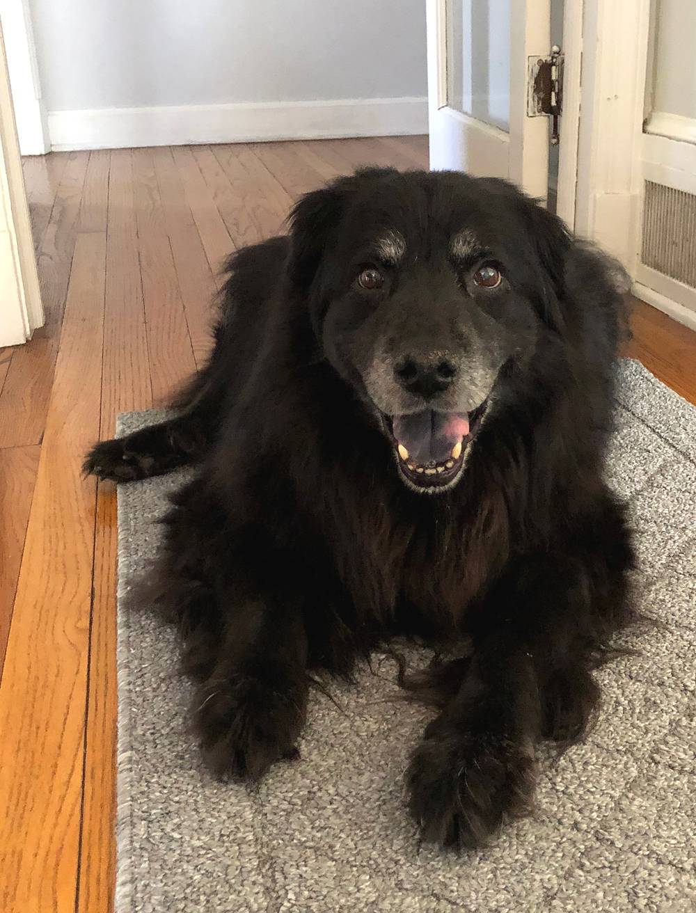A fluffly black dog with a gray maw lays on a gray carpet runner on hardwood floors. It looks into the camera with its mouth open. It looks like it is smiling. It's head is up and facing forward; front paws are outstretched. Photo by Jessica Hammie.