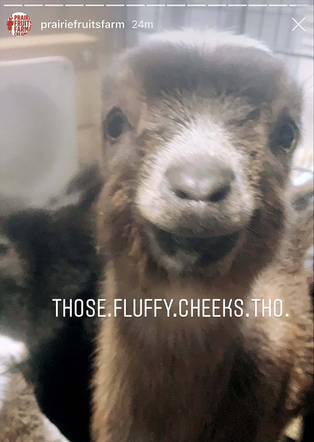 Screenshot from Prairie Fruits Farm Instagram stories. A baby goat looks into the camera. It appears to be smiling. White text on the screen reads 