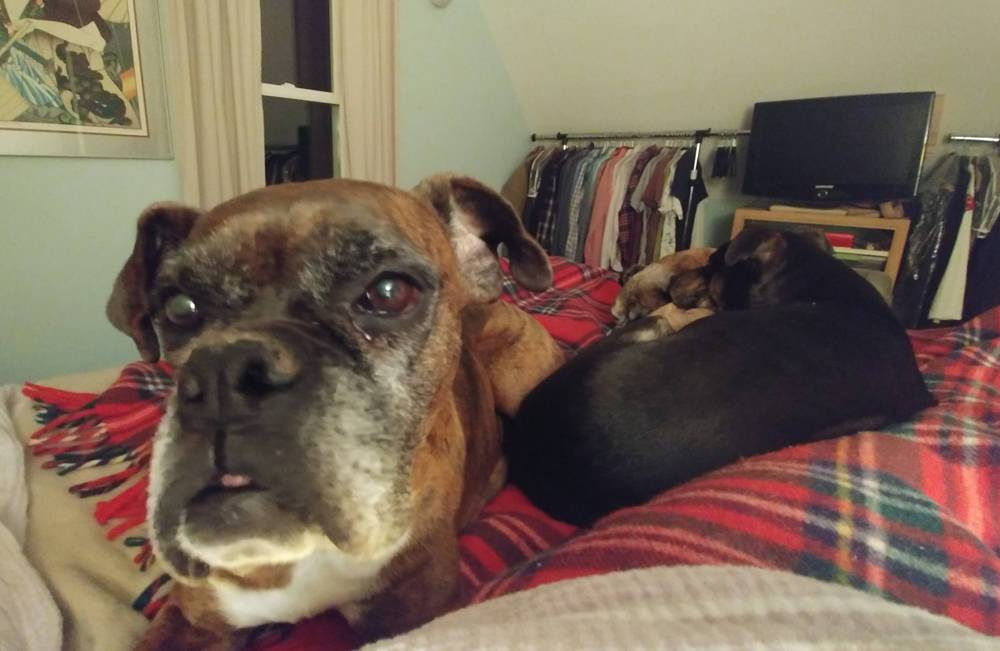 Three dogs lay on a bed with a red plaid blanket on top. One older dog looks into the camera while the other two are curled at the bottom of the bed. Photo by Taidghin O'Brien. 