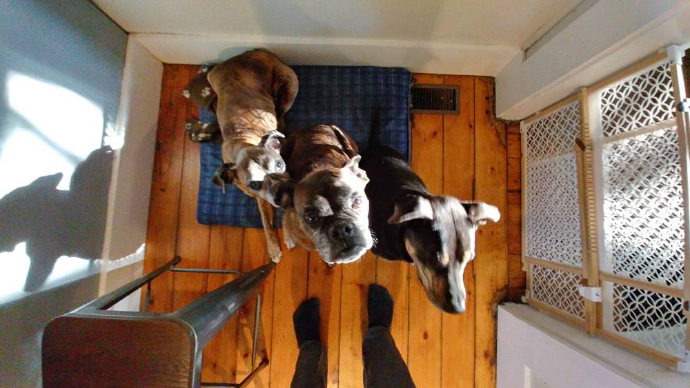 A bird's eye view of three dogs sitting on a blue dog bed in a hallway. They are looking up at the camera. A person's feet and calves are visible. Photo by Taidghin O'Brien. 