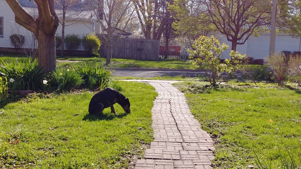 A front yard with green grass and a brick pathway from the sidewalk to the house (not pictured). A dog sits in the grass and sniffs it. Photo by Taidghin O'Brien. 
