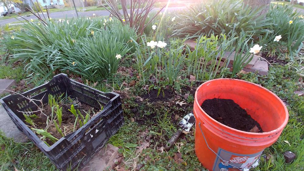 An area of a garden that is being weeded and planted. A crate with things to be planted is on the left, an orange bucket of soil is on the right. Photo by Taidghin O'Brien. 