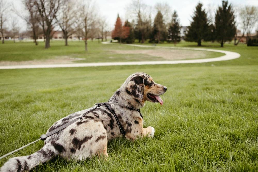 IMAGE: A grey and black dog sits on top of a hill in a park, the grass is very green, trees are in the background. There's a curved sidewalk. Photo by Anna Longworth.