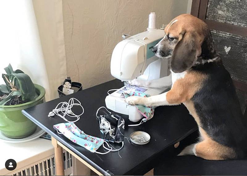 Image: Photo of beagle seated at sewing machine making masks. Photo from Instagram