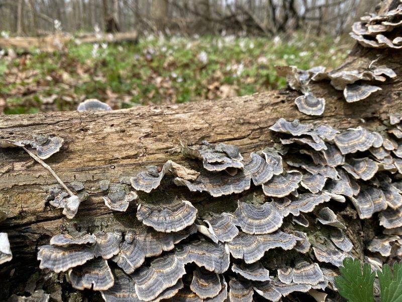 A close up of a fallen tree trunk. It is covered with layers of a type of gray fungus. Photo by Julie McClure.