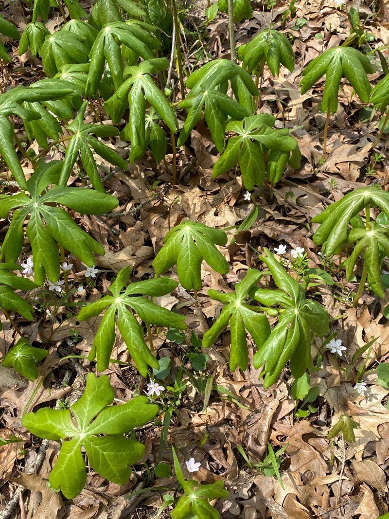 A dozen or so mayapples; green plants that are low to the ground and have leaves that make them look like umbrellas. Photo by Julie McClure.