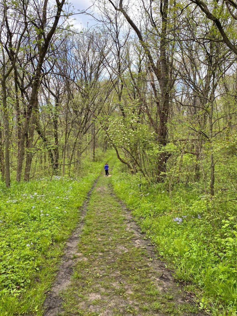 A grassy and muddy trail that is lined with tall thin trees with budding leaves. There are two people walking in the distance. Photo by Julie McClure.