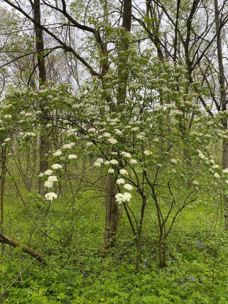 A small tree covered in white blossoms. It's surrounded by greenery around the base. Photo by Julie McClure.