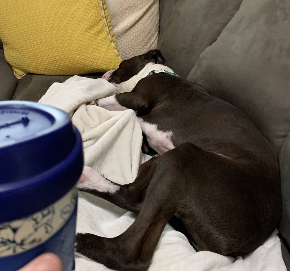 A short haired gray and white dog is laid out sleeping on a gray couch. It is laying on a white towel. In the foreground is an out of focus reusable coffee cup with a blue lid. Photo by Elena Reifsteck. 