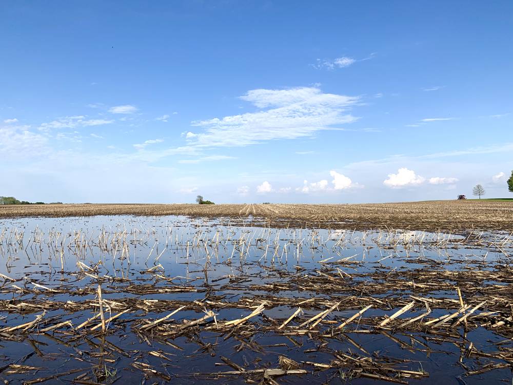 A semi-flooded, barren field extends to the horizon. The sky is blue. In the foreground are dead, broken corn stalks and a large pond of water in the field. Photo by Kevin Hamilton. 