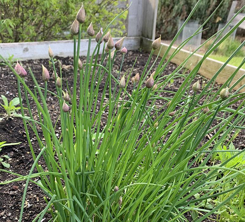 A close up of an garden. Green chives with bulbs on the tips are pictured. Photo by Debra Domal. 