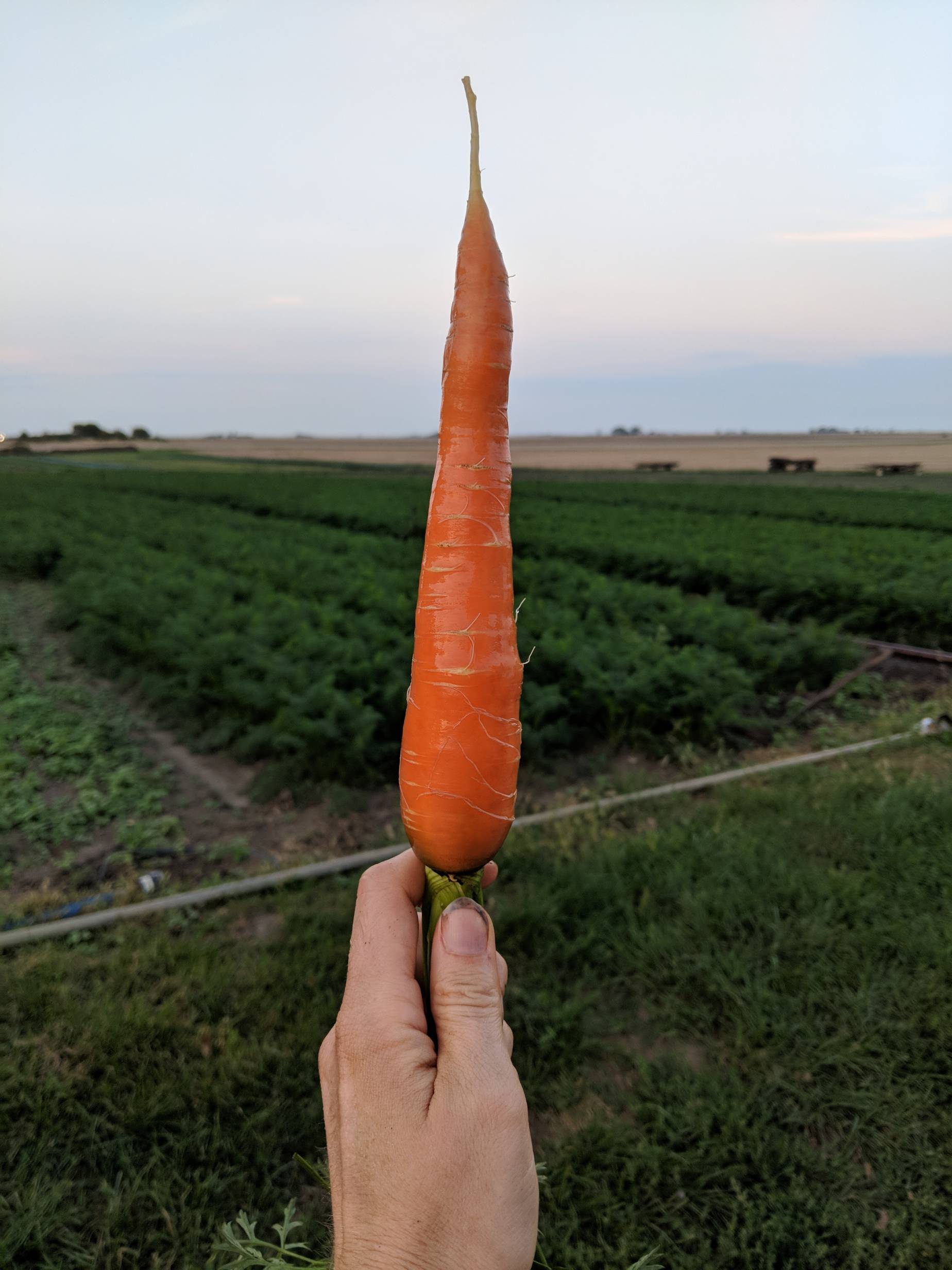 A strong and healthy farm-grown carrot in front of the beautiful landscape of the Blue Moon fields. Photo by Blue Moon Farm.