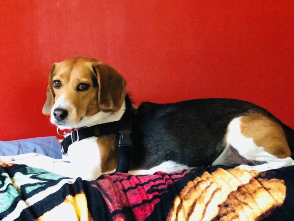 A beagle looks into the camera. It is laying on a bed or couch, on colorful blankets. The wall behind it is bright red. Photo by Danielle Chynoweth. 
