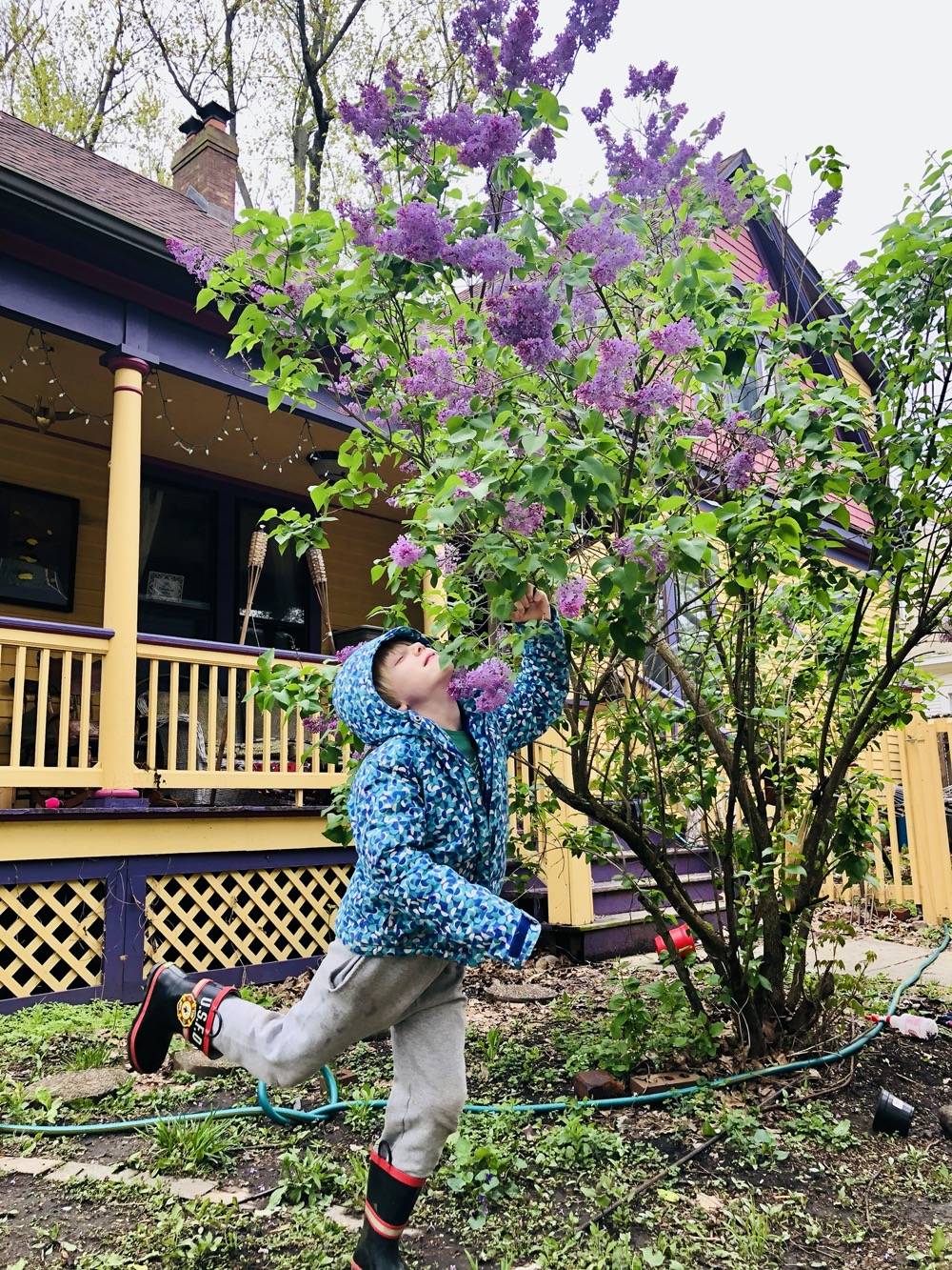 A child leans up and into a lilac bush, smelling the flowers. He is wearing a blue coat and gray sweatpants. Behind him is a yellow house with purple trim. Photo by Danielle Chynoweth. 
