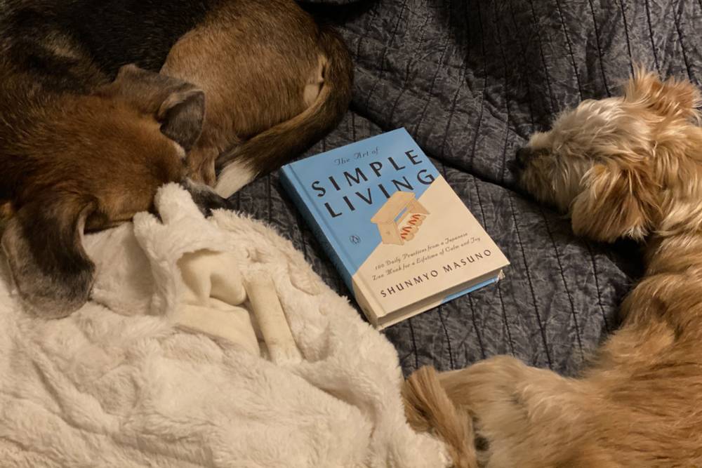 Two dogs are curled up and asleep on a bed with a dark blue quilt. Between the dogs is a book called 