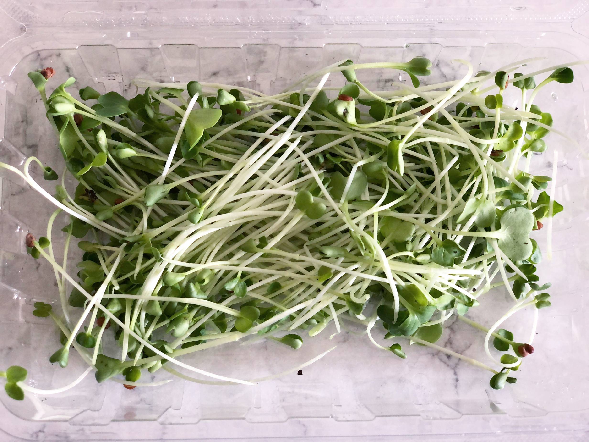 Lots of microgreens are assembled in a plastic to-go container. Photo by Alyssa Buckley.