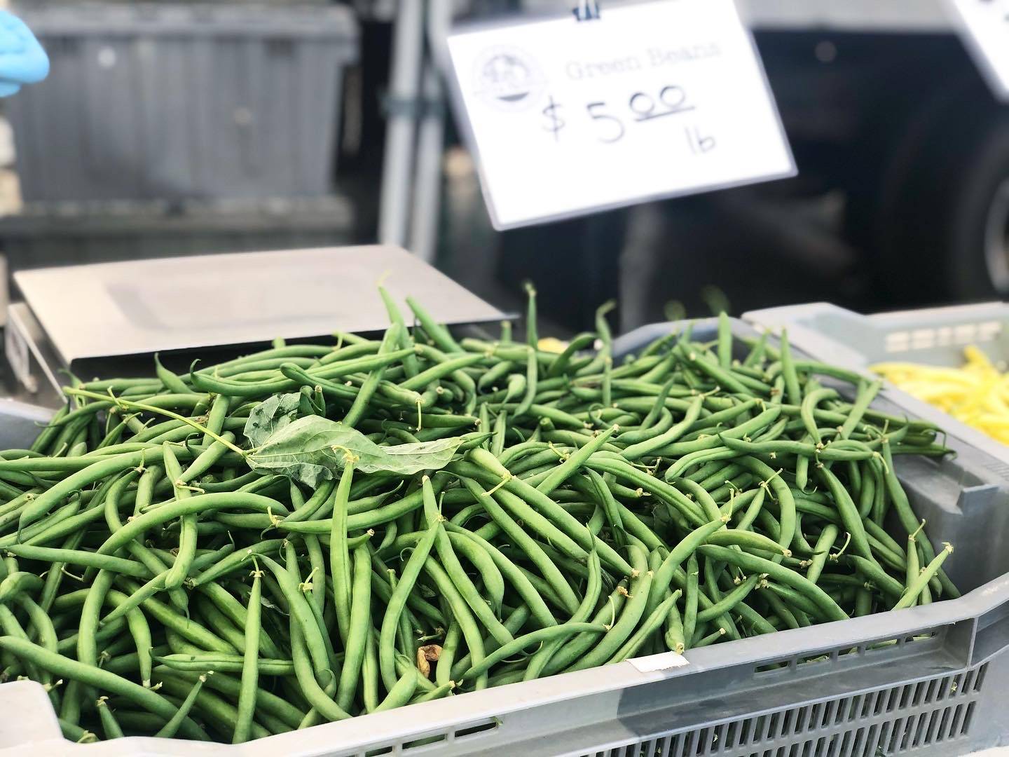 A large gray plastic container holds an overflowing bounty of green beans. Photo by Alyssa Buckley.