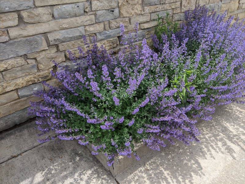 A container of plants with purple flowers sits against a light gray brick wall. Photo by Katriena Knights.