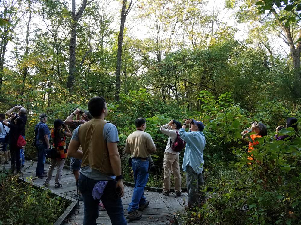 A Sunday bird walk organized by Champaign County Audubon Society. Severl people are on a wooden walkway in the woods. Many are looking upward with binoculars. Photo by Rachel Vinsel.