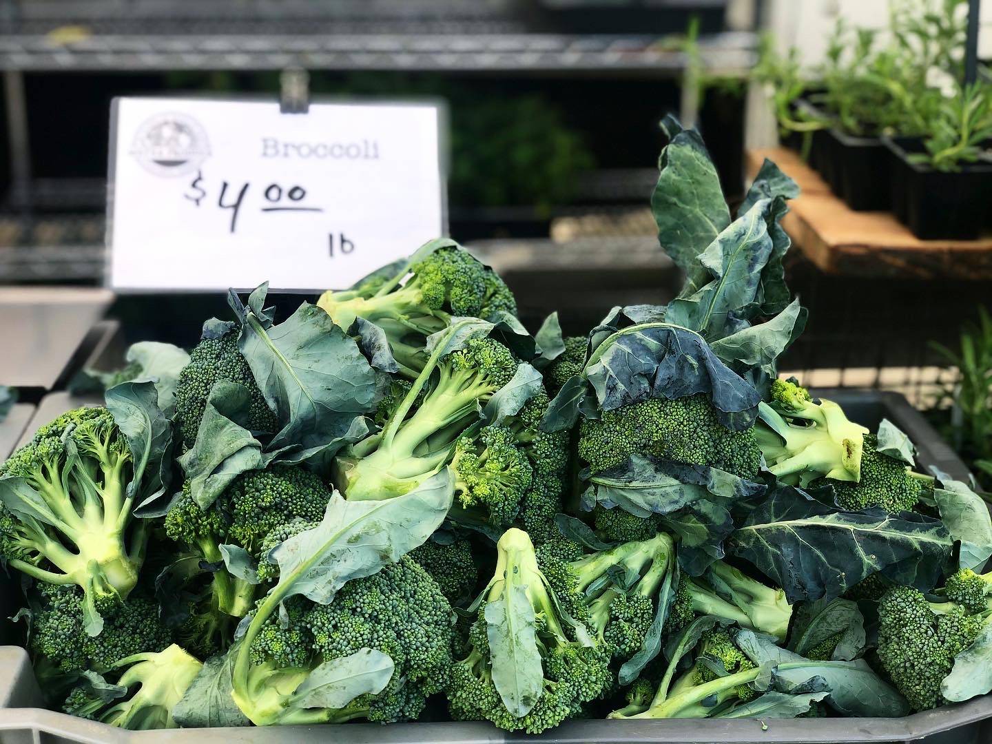 A heap of broccoli heads with leaves still attached lay on a table at the Urbana Market in the Square. Behind them is a white, small rectangular sign with the price of $4.00 per pound. Photo by Alyssa Buckley.
