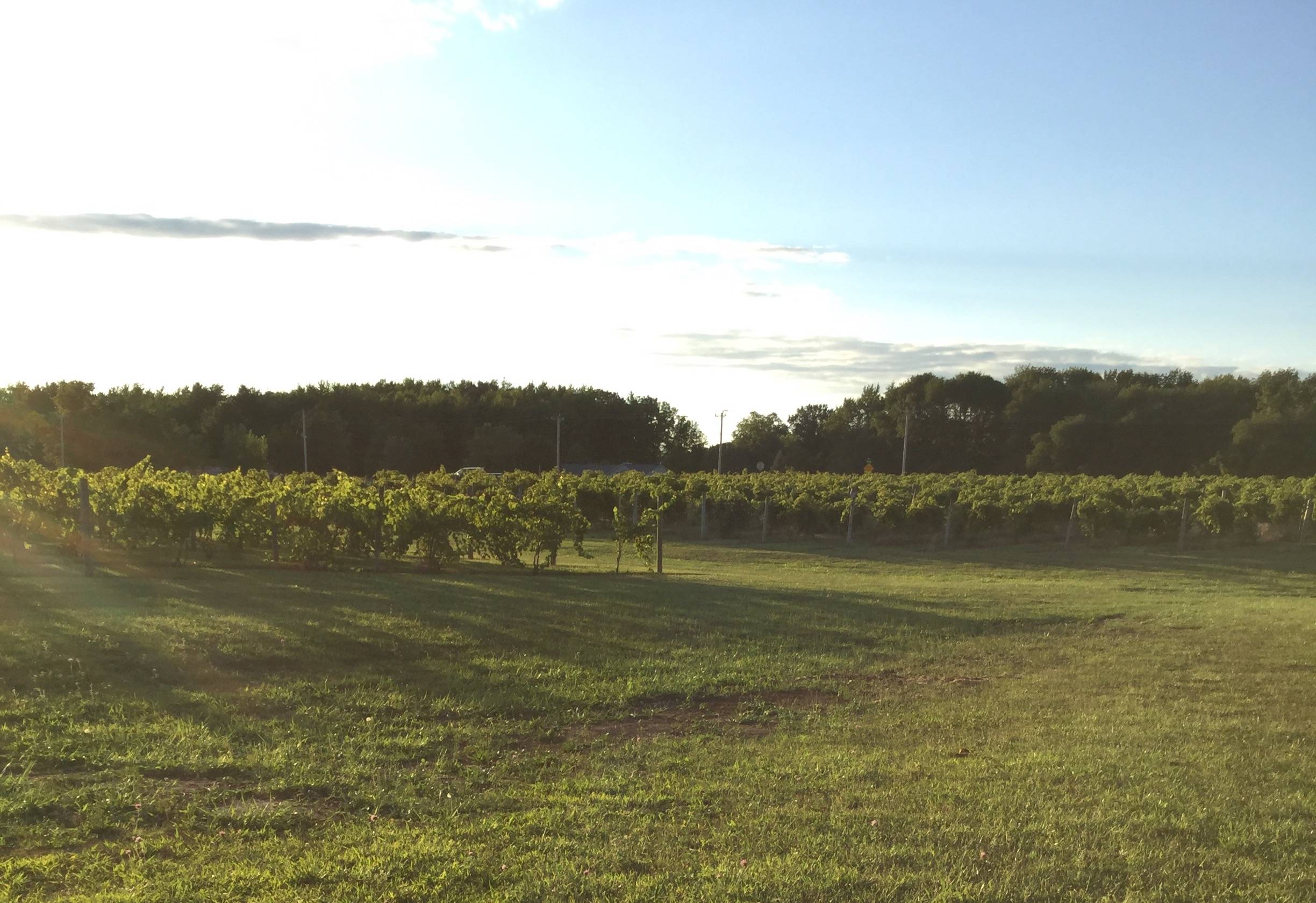 View of a vineyard at Sleepy Creek Vineyards in Fairmont, Illinois. Green lawn is in the foreground and green grape vines are in the middle of the image. It is sunny outside. Photo by Rachael McMillan. 