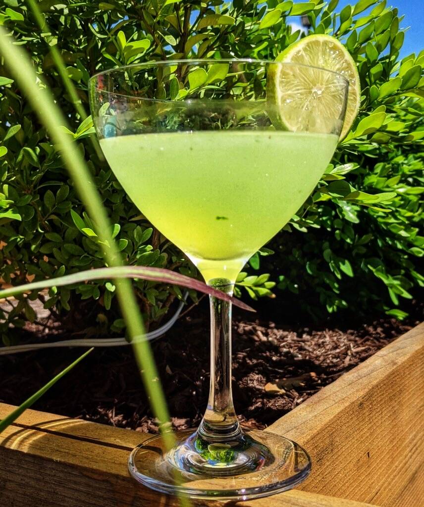 Lodgic's greenhouse martini made with Western Sun Cucumber Vodka, fresh basil, lime juice in a martini glass sits perched on a planter. Behind the drink is a green, leafy plant and blue skies. Photo by Betsy Waller.