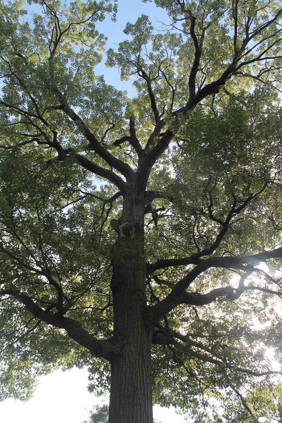 An enormous tree at Ambucs Park, seen from a view from the base looking up towards the sky and branches. The leaves are green and the branches are brown. Photo by Maddie Rice.