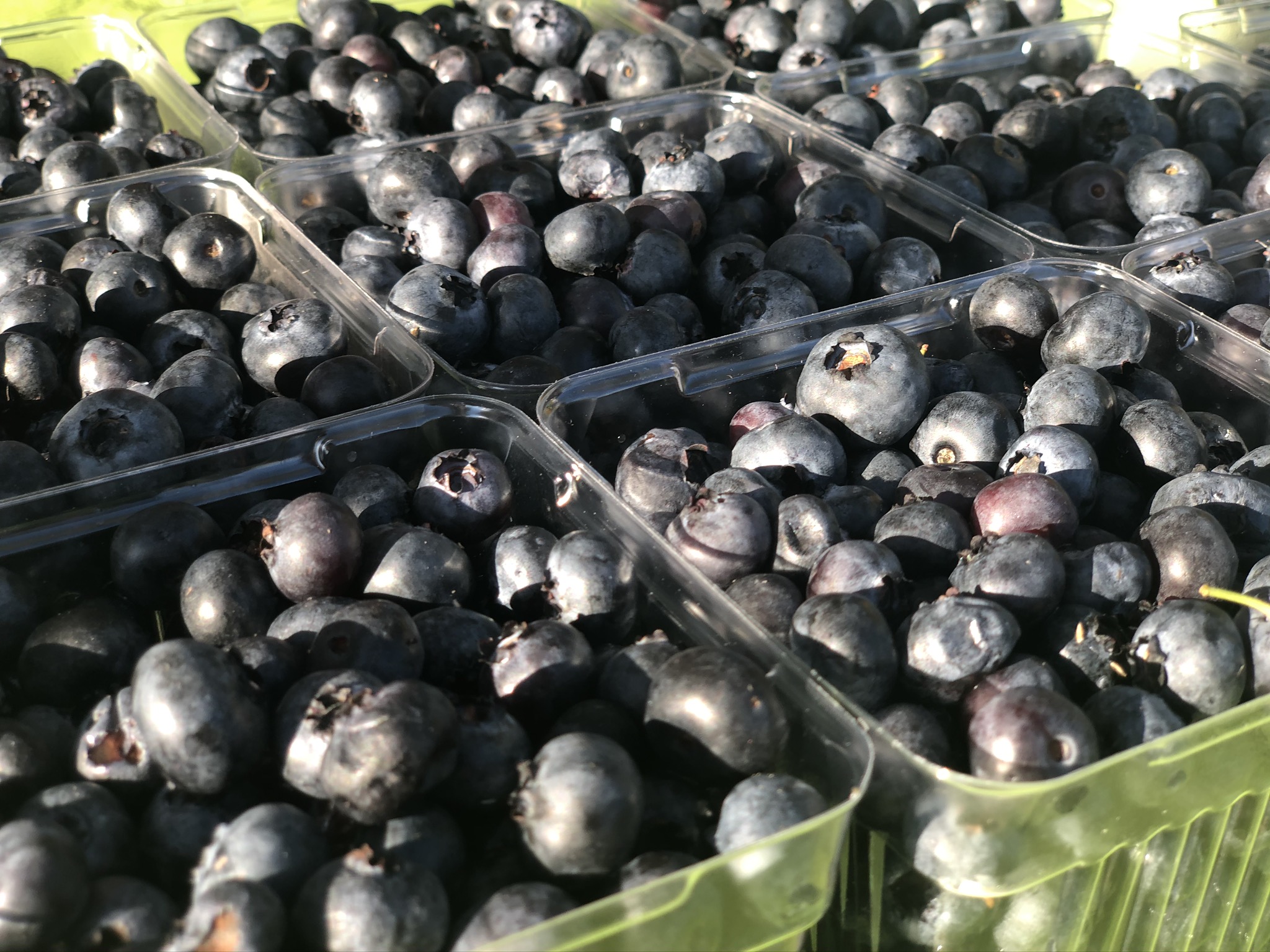 Several plastic containers holding fresh blueberries for sale at the Urbana's Market in the Square. Photo by Alyssa Buckley.