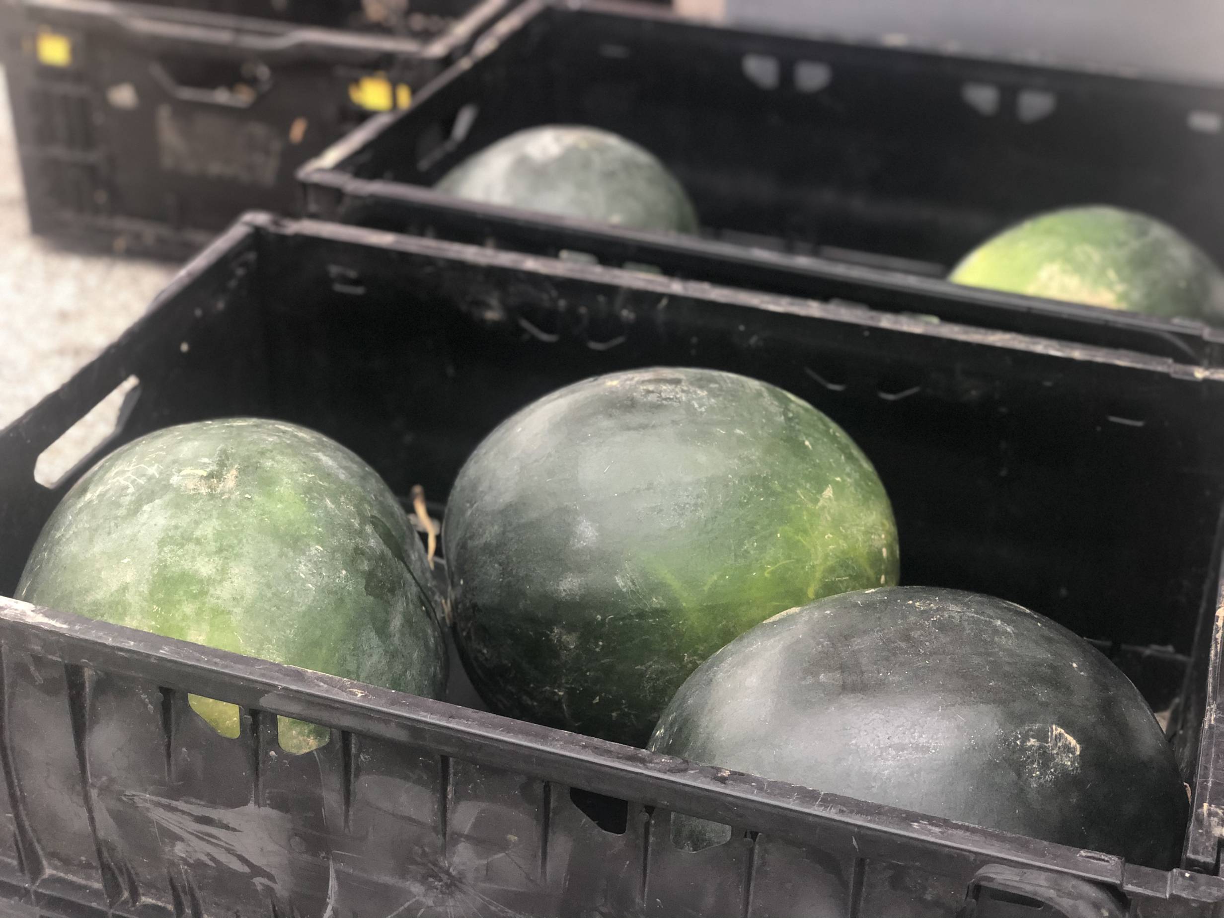 Three very round watermelons sit in a black tray at the Urbana Market in the Square. Photo by Alyssa Buckley.