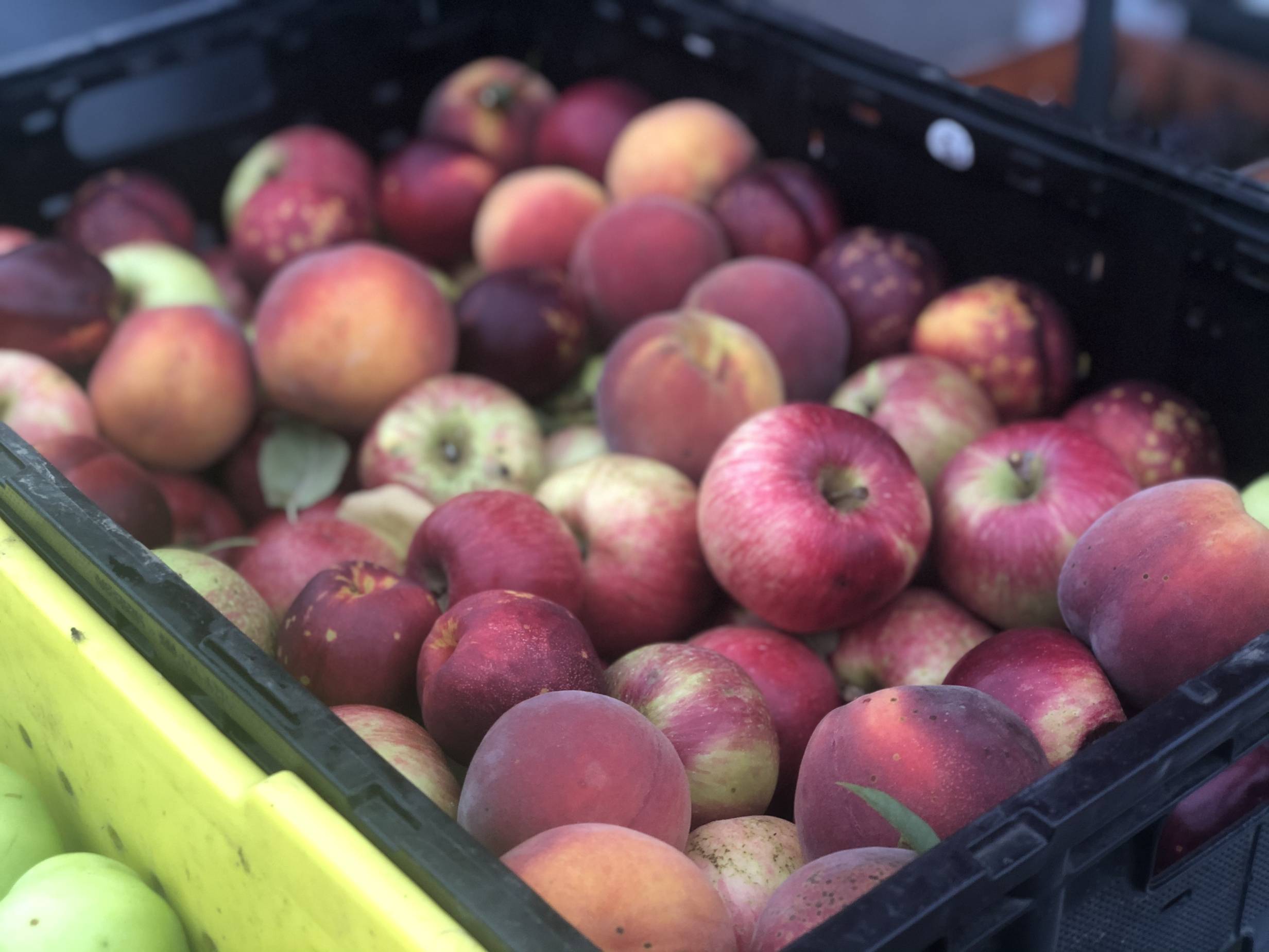 Small red apples sit in a large black container for sale at the Urbana Market in the Square. Photo by Alyssa Buckley.