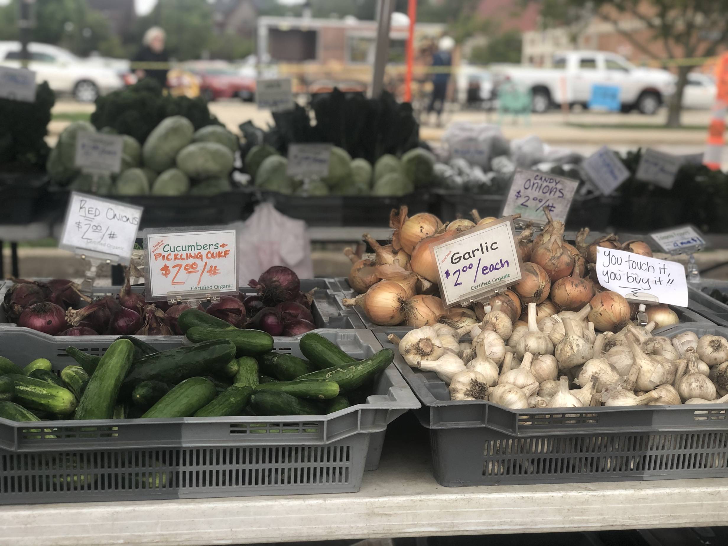 Pickling cucumbers, red onions, white onions, and garlic sit in gray trays on a table at the Urbana Market in the Square. Photo by Alyssa Buckley.