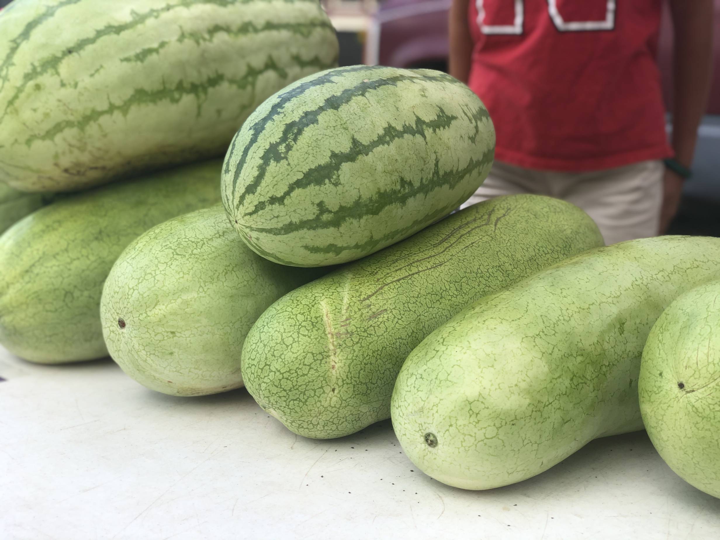 Long, light green watermelons are stacked neatly on a white table at the Champaign Farmers' Market. Photo by Alyssa Buckley.
