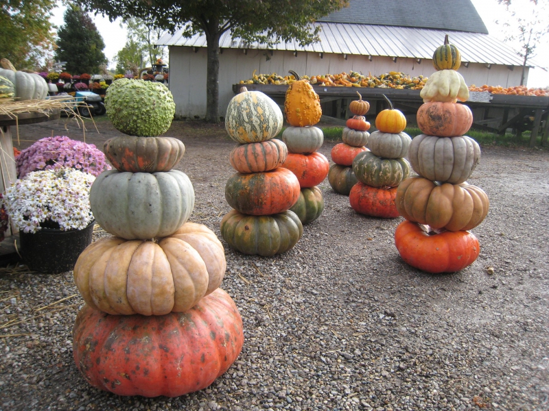 There are several stacks of pumpkin of varying colors spread across a gravel lot. In the background there are bins with brightly colored mums and small gourds. Photo from The Great Pumpkin Patch Facebook page.