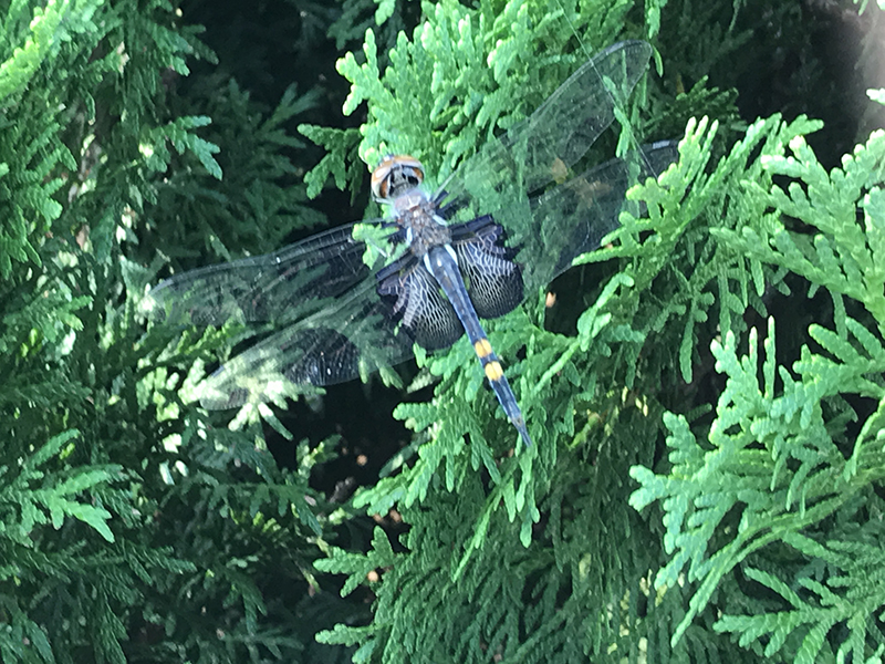Close up photo of a dragonfly in an arbor vitae tree