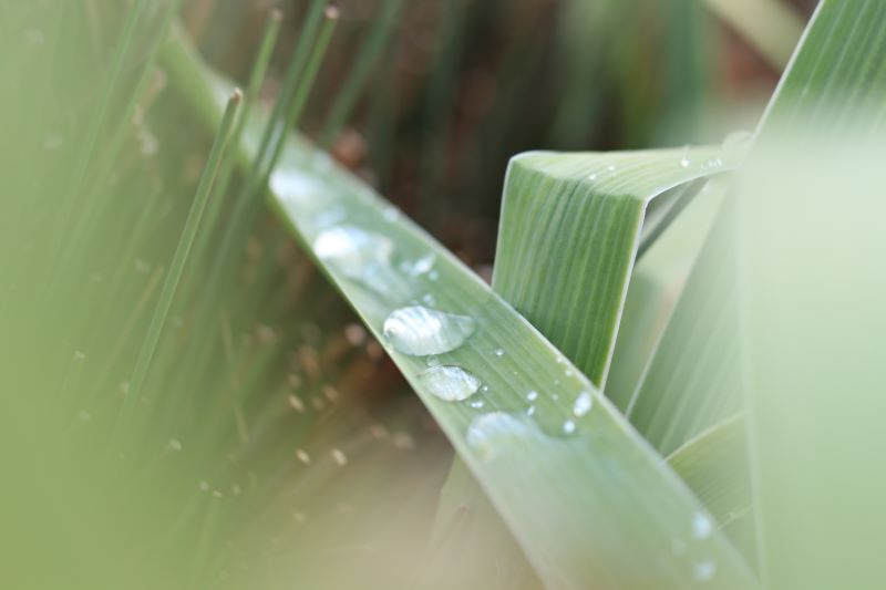 Close up of blades of grass, one with several water droplets. Photo by Grace Brock.