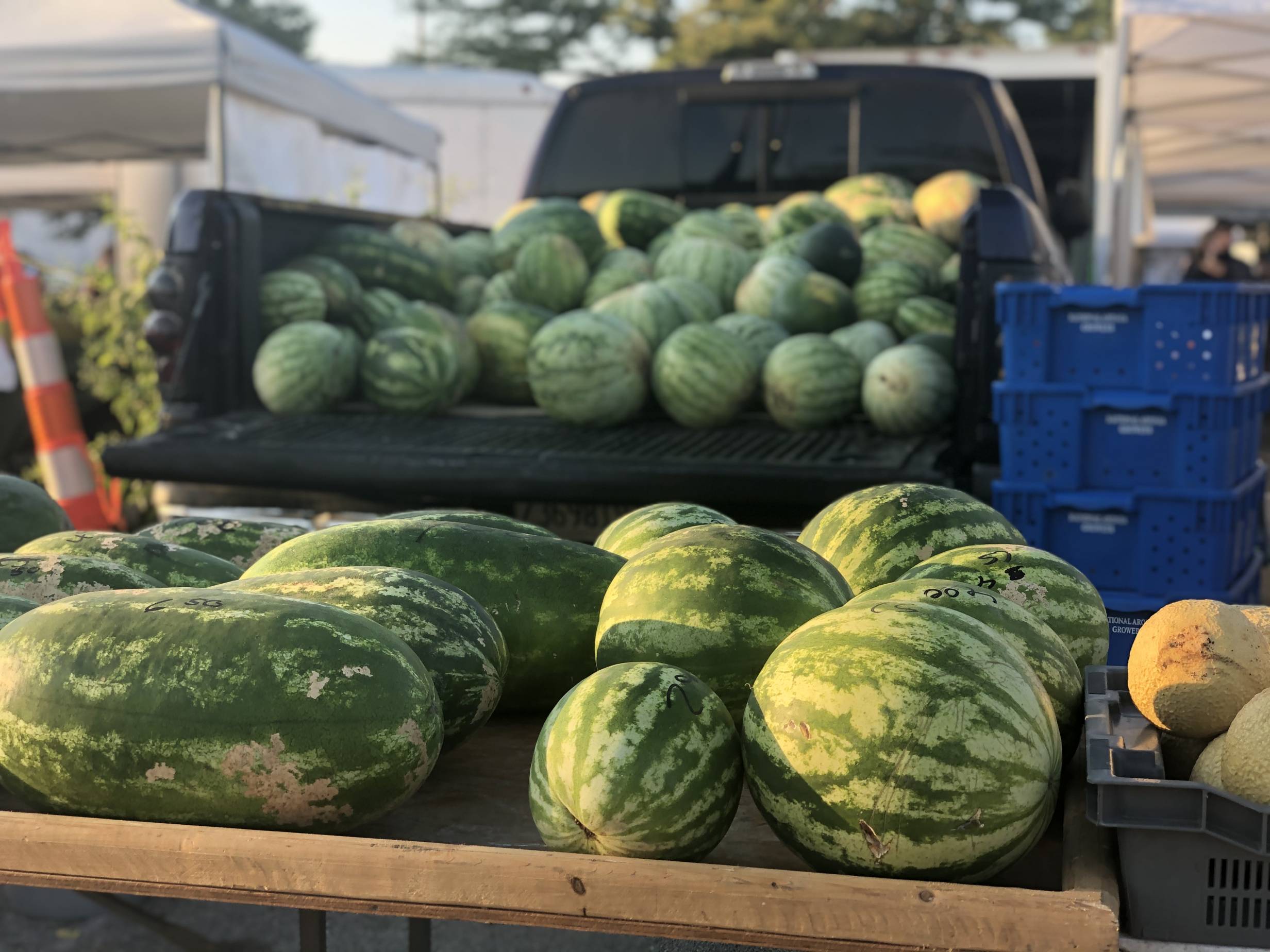 Several large watermelon sit on a wooden table. Behind the watermelons on display is a truckbed with many more watermelon. Photo by Alyssa Buckley.